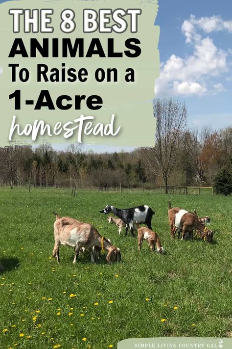 Looking to start your own homestead on just 1 acre of land? This list of our top 8 animals that are perfect for your small-space farm. This guide lists out the best animals for 1 acre homesteads, how much room they need to thrive, where to locate their housing and the benefits to consider before deciding to add them to your homestead. From chickens and goats to rabbits and bees, we've got you covered 2acre Farm Layout, List Of Farm Animals, Farm Animals For Homestead, One Acre Garden, Micro Homestead Layout, Small Farm Ideas Homesteads, 2acre Homestead, Homesteading 1 Acre, Diy Farming Ideas