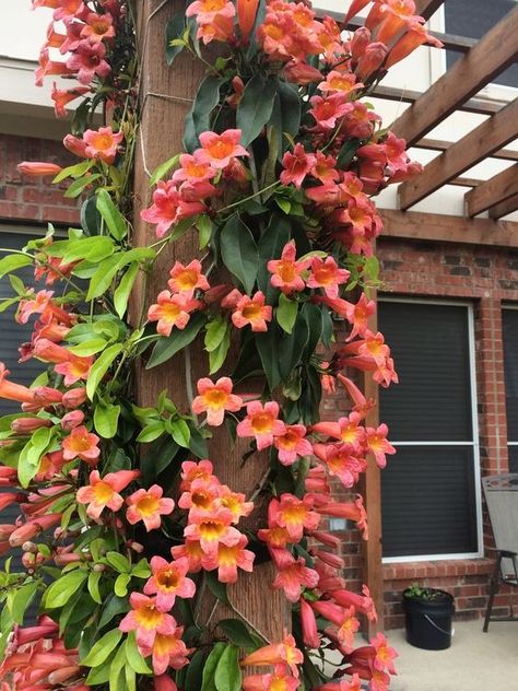 Vines Garden Ideas Tangerine Crossvine, Climbing Plants Fence, Flowering Creepers, Climbing Flowering Vines, Perennial Flowering Vines, Texas Gardens, Vine Fence, Lilly Garden, Fast Growing Flowers