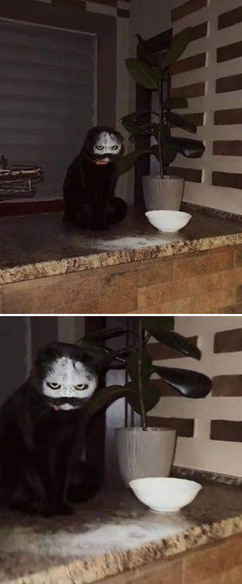 Cat Got Into A Bowl Of Flour Scary Cat Wallpaper, Scared Cat Meme, Scary Cat Pictures, Cats Sneezing, Wet Animals, Scary Cats, Cat Sneezing, Cat Monster, Dog Yawning