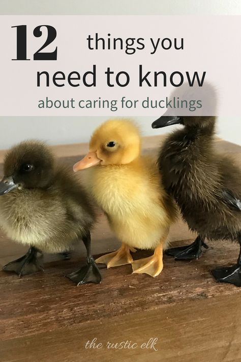 How To Take Care Of Ducklings, How To Care For Ducklings, How To Care For Ducks, Homesteading Ducks, Duck Coop Ideas, Duck Pet, Duckling Care, Duck Care, Pet Duck