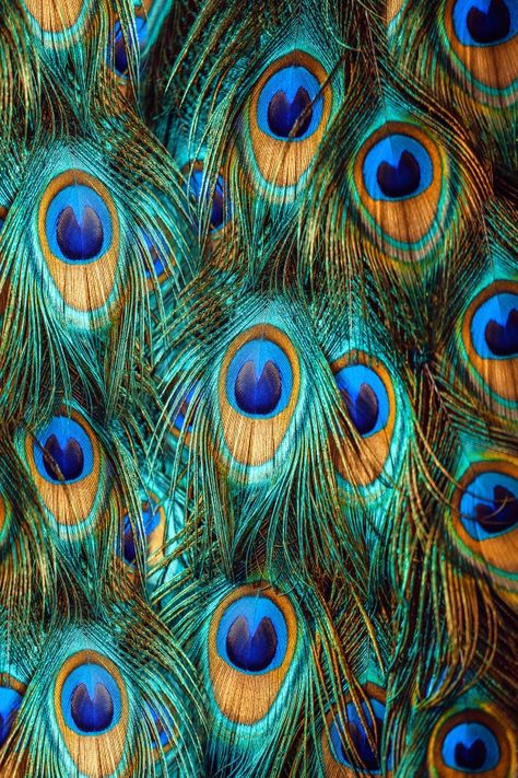 Colorful peacock feathers Male Peacock, Peacock Feather Art, Feather Background, Peacock Images, Peacock Photos, Colorful Peacock, Peacock Pictures, Feather Texture, Print Throw Blanket