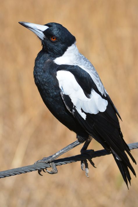 Australian Magpie, Magpie Art, Australian Native Birds, Australian Fauna, Australian Native Animals, Birds Of Australia, Png Stickers, Australian Wildlife, Australian Birds