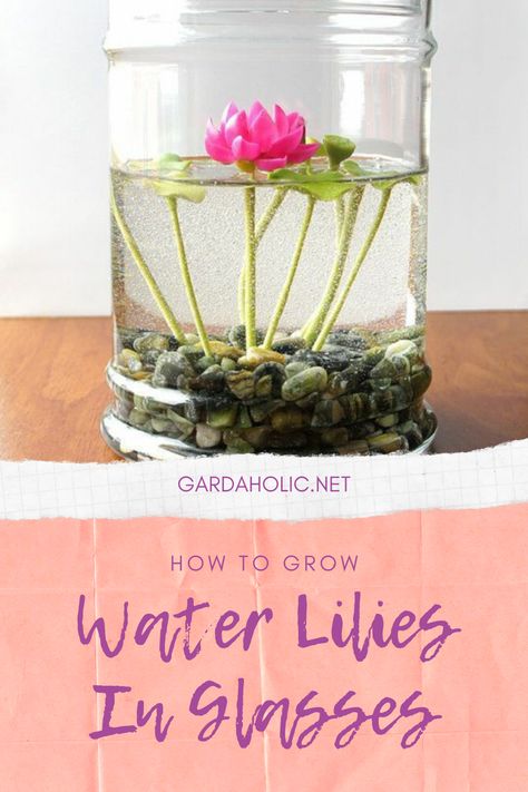 How To Grow Water Lilies In Glasses - Gardaholic.net Indoor Water Lily, Growing Plants In Water Jars, Indoor Plant Hacks, Tanaman Air, Plants Grown In Water, Glasses Transparent, Botanisk Illustration, Indoor Water Garden, Plant Care Tips