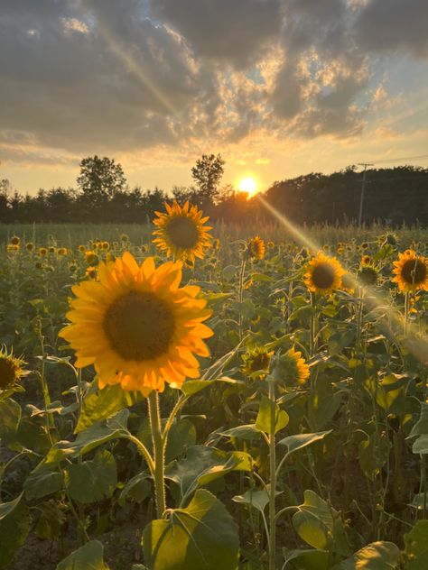 Spring Wildflowers Aesthetic, Sun Flower Asethic, Aesthetic Flowers Sunflower, Nature Sunset Photography, Flower Field Landscape Photography, Pretty Sun Pictures, Sunflower Fields Aesthetic, Flowers Summer Aesthetic, Fields Of Flowers Aesthetic