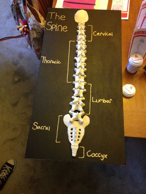 Build A Spine Project, Creative Anatomy Projects Ideas, Bone Model Project, Diy Spinal Cord Model, Spine Model Project, Nervous System Model Project, Project For Biology, Skeletal System Project Models, Skeletal System Project Ideas