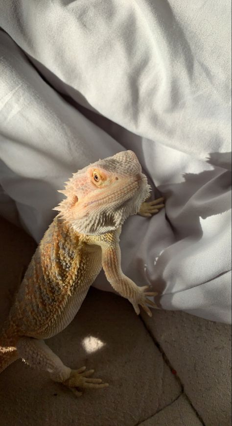 Cute Pet Lizards, Lizard Pet Aesthetic, Pet Reptiles Aesthetic, Pet Lizard Aesthetic, Bearded Dragon Aesthetic, Lizard Aesthetic, Lizards Pet, Bearded Lizard, Reptile Aesthetic