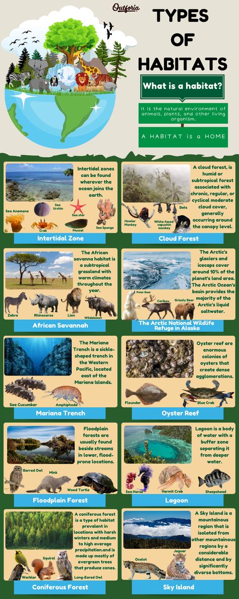 Interested in learning about habitats around the world? Read on Outforia's latest article to learn more about the 10 different types of habitat that animals and plants call home. Nature Around The World, Different Habitats Of Animals, Save The Animals Activities, Animals In Their Natural Habitat, Preschool Habitat Crafts, Wildlife Habitat Projects, Animals Habitats Activities, Habitats Projects For Kids, Habitat Projects For Kids