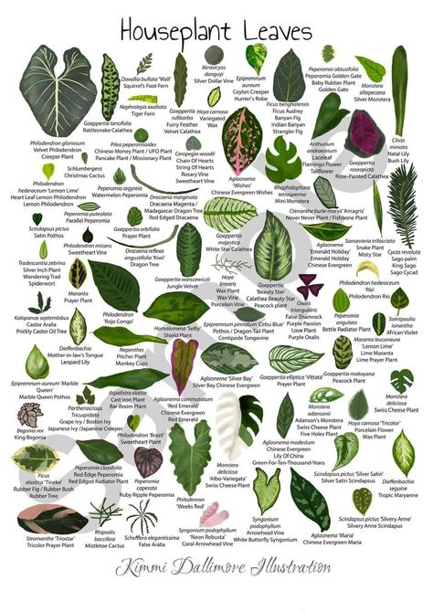 Hello! An updated version of my houseplant leaves illustration that lots of you incredible, kind and knowledgable people helped me get right! Kimmi Draws Things Take care ✌️ Scientific Names Of Plants, Cute Names For Plants, Houseplants Names, Houseplant Tattoo, Plant Leaf Identification, Houseplant Leaves, Tanaman Air, Leaf Identification, Leaves Illustration