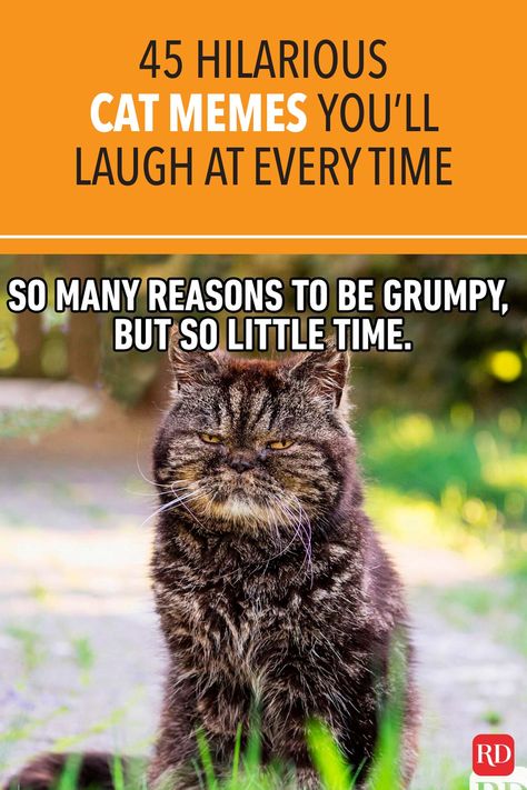 Can anything brighten a day quite like a funny cat? These hilarious cat memes are guaranteed to make you crack a smile. #cats #memes #catmemes #jokes #catjokes #humor Cat Humour Funny, Humour, Cat Cartoons Funny Hilarious, Mean Cats Funny, Cat Memes Funny Hilarious, Funny Cat Memes Hilarious, Relax Quotes Funny, Marine Humor, Funny Cat Sayings