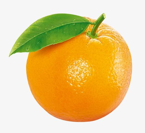 Essen, All Fruits Images, Orange Images, Image Orange, Orange Drawing, Orange Clipart, Fruits Clipart, Pregnancy Side Effects, Fruit Images