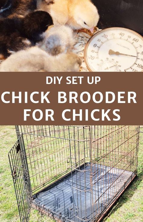 Easy Brooder For Chicks, Chic Brooder Ideas, Easy Brooder Diy, Chicken Brooder Diy How To Build, Broody Chicken Set Up, Diy Duck Brooder Ideas, Chick Box Ideas, Diy Baby Chicken Coop Ideas, Chicken Brooding Box Ideas