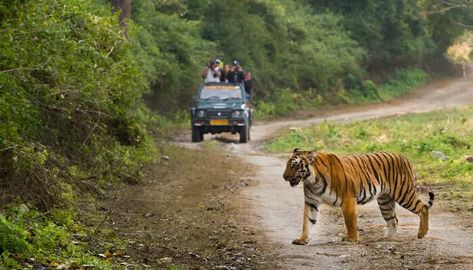 15 Best Places To Visit In India With Friends On A Trip In 2019 Mussoorie, Nainital, Corbett National Park, Jim Corbett National Park, Jim Corbett, Wild Elephant, Wildlife Safari, Wildlife Sanctuary, Jungle Safari