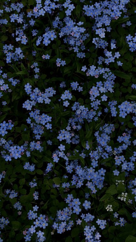 Dark Aesthetic Love, Blue Dark Aesthetic, Flores Wallpaper, Výtvarné Reference, Cocoppa Wallpaper, Tapeta Galaxie, Whatsapp Wallpaper, Nothing But Flowers, Pretty Landscapes