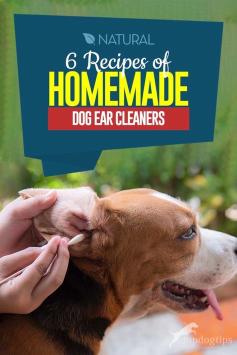 Stinky Dog Ears, Dog Ear Cleaner Diy, Homemade Dog Ear Cleaner, Itchy Dog Ears, Dog Ear Cleaner Homemade, Natural Dog Ear Cleaner, Dog Hygiene, Bathing Dog, Dog Ear Wash