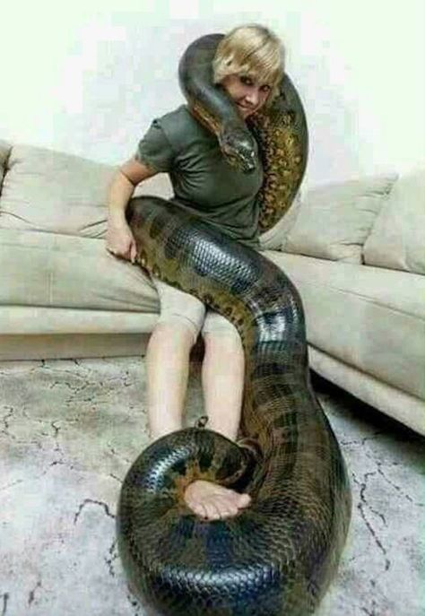 Can we keep Anaconda as pet? It seems that this anaconda can easily swallow this woman anytime #animals #anaconda #anacondasnake #snakes #reptiles Biggest Snake In The World, World Biggest Snake, Giant Anaconda, Anaconda Snake, Snake Facts, Green Anaconda, Reticulated Python, Snake Photos, Pretty Snakes