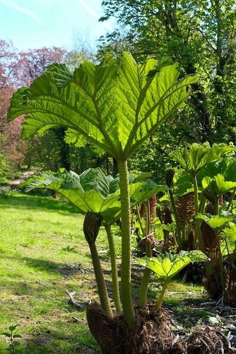 Tropical Garden In Cold Climate, Cold Hardy Plants, Cold Hardy Tropical Plants, Hardy Tropical Plants, Gunnera Manicata, Flower Garden Ideas Landscaping, Large Leaf Plants, Hammock Area, Tropical Garden Plants