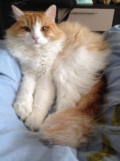 Hammy, my RagaMuffin best mate. Ginger Fluffy Cat, White And Orange Cat, Ginger And White Cat, Ragamuffin Cat, C Is For Cat, Hate Cats, Orange Kittens, Ragamuffin, Cat Oc