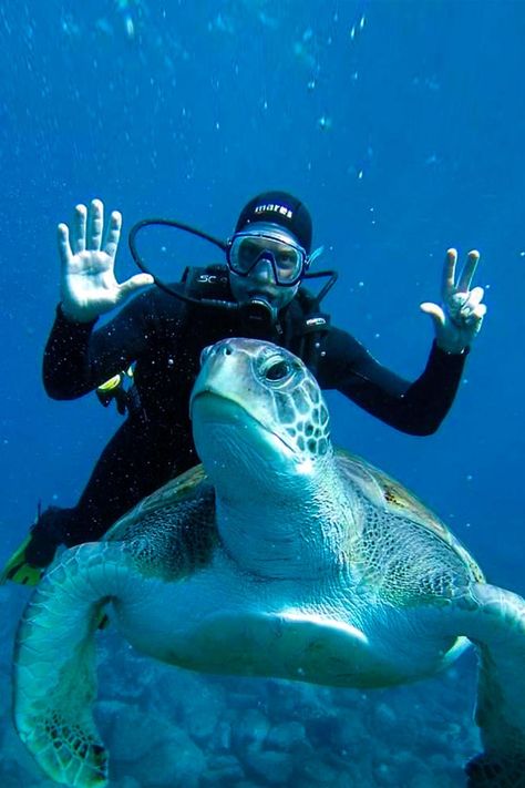 Unlock the door to an enchanting realm teeming with vibrant marine life, stunning corals, and hidden treasures. Our high-quality scuba tank offers unparalleled comfort, safety, and ease of use - ensuring every dive is an unforgettable adventure. 🐬🐙 #ScubaDiving #UnderwaterAdventure #DiveGear #MarineLife #OceanExploration #smaco #scubatank #diving High Diving, Travel Destinations In The Us, Bucket List Travel Destinations, Scuba Diving Tank, Diving Tank, Skin Diving, Scuba Diving Photography, Rescue Diver, Scuba Tank