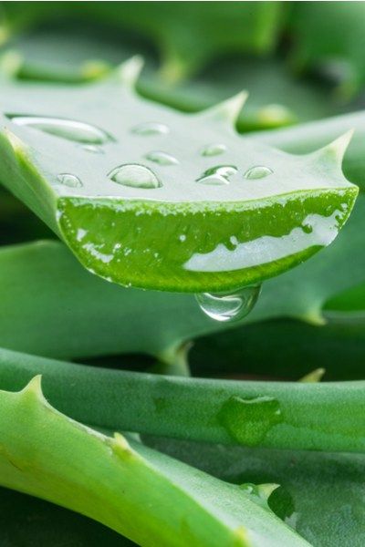 How To Grow Aloe Vera - The Wonder House Plant That Heals! Growing Aloe Vera, Aloe Vera For Face, Aloe Vera Benefits, Healthy Nutrition Plan, Pure Aloe Vera, Brown Spots Removal, Aloe Vera Plant, Aloe Vera Juice, Forever Living Products