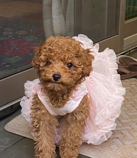 Apricot colored brown teacup poodle puppy in pink fluffy tutu dress on deck Curly Dogs Breeds, Small Brown Curly Hair Dog, Red Teacup Poodle, Mini Poodle Outfits, Teacup Toy Poodle, Cute Poodle Haircut, Brown Teacup Poodle, Dogs With Curly Hair, Brown Mini Poodle