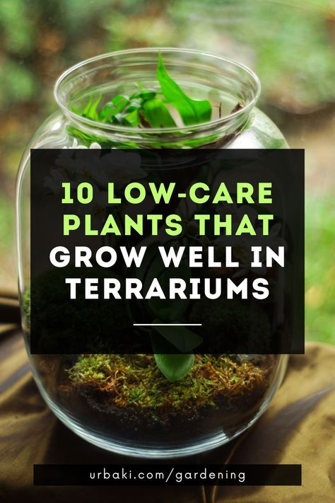 Choosing terrarium plants can be difficult because there are so many amazing options that look great and thrive in terrariums. The terrarium plants listed here are so easy to grow that even a beginner can be successful.In a closed terrarium, plants almost never need water and will grow happily for years with minimal care.TIPMake sure you buy plants that are small enough to fit in the terrarium pot, preferably without touching the sides... Terrarium Herb Garden, Making A Terrarium Succulents, Succulent Jar Terrarium, Succulents In Terrarium, How To Make An Enclosed Terrarium, Glass Jar Terrarium Ideas, Self Watering Terrarium, Good Terrarium Plants, How To Create A Terrarium Garden