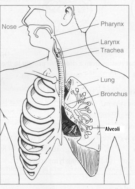 Respiratory System- labeled How To Draw The Respiratory System, Respiratory System Drawing Aesthetic, Respiratory Diagram, Human Respiratory System Drawing, Respiratory System Drawing Easy, Human Respiratory System Diagram, Respiratory System Drawing, Respiratory System Diagram, Human Body Lesson