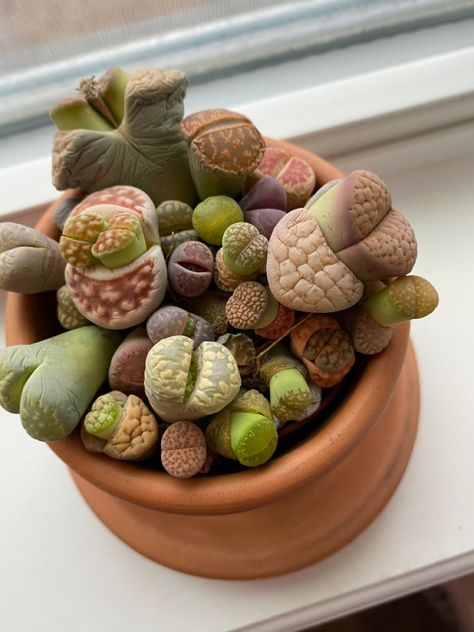 Lithops , living stone plant. In pumice, ultra packed Plants, House Plants, Living Stone Plant, Houseplant Collection, Stone Plant, Stone