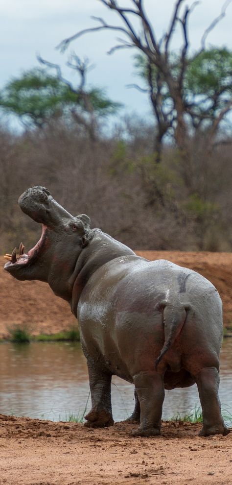 Hippopotamus, Hippo Reference, Hippo Aesthetic, Hippo Wallpaper, Kuda Nil, Africa Animals, Rhinos, Endangered Animals, African Wildlife