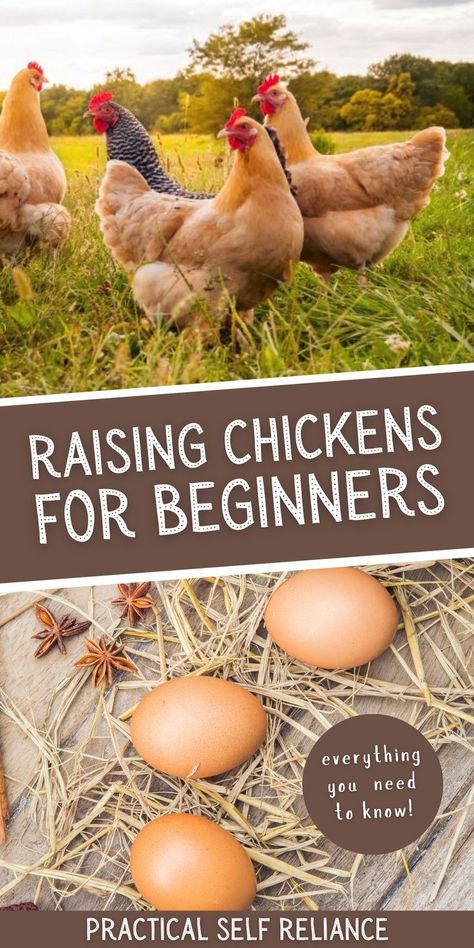 Raising Chickens For Beginners, Olive Egger Chicken, Chicken Breeds For Eggs, Chickens For Beginners, Storing Eggs, Laying Chickens, Best Egg Laying Chickens, Raising Farm Animals, Egg Laying Chickens