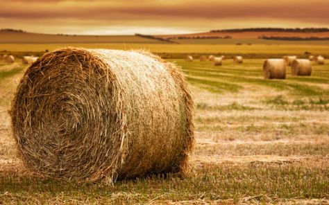 Hay Bales, Bail Of Hay, Farm Photography, Autumn Scenes, Free Art Prints, Red Barn, Christmas Illustration, Small Art, Fall Photos