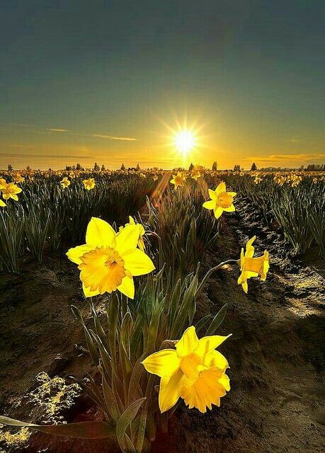Sunset in daffodil fields in Washington state Amazing Nature, Washington State, Beautiful Sunrise, Beautiful Sunset, Nature Photos, Daffodils, Belle Photo, Pretty Flowers, Pretty Pictures