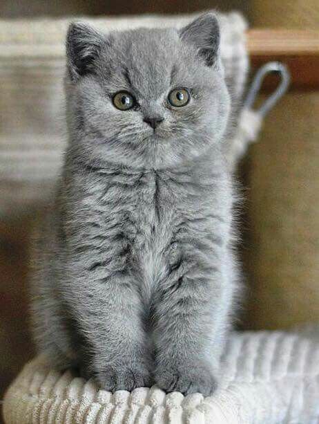 British short hair Grey British Shorthair, British Short Hair, Söt Katt, Grey Kitten, British Shorthair Cats, Photo Chat, British Shorthair, Grey Cats, Cute Cats And Kittens