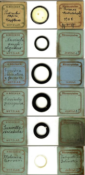 Antique Microscope Slides | Gemmary Bio Art, Microscope Slides, Science Rules, Nursing Pins, Mixed Media Journal, Shiny Objects, Nature Table, Things Under A Microscope, Nature Journal