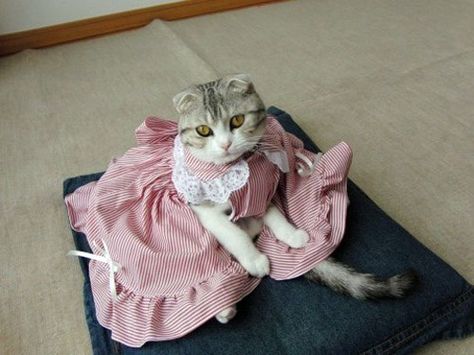 Cat Fashion, Cat Dresses, Funny Cat Memes, Cat Costumes, Funny Cat Pictures, Pet Costumes, Cute Animal Pictures, Silly Cats, Cat Clothes