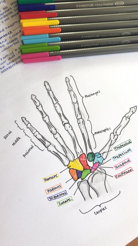 Nurse Study Notes Bones, Anatomy Notes Skeletal System, Kinesiology Notes Aesthetic, Physiotherapy Study Notes, Aesthetic Med School Notes, Anatomy Bones Notes, Physiotherapy Aesthetic Notes, Study For Medical School, Physiotherapy Student Motivation