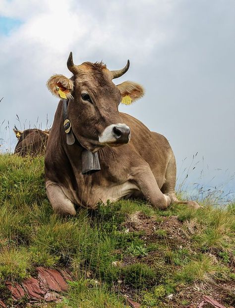 Cow (Braunvieh) at Flumserberg (near Walensee SG Switzerland) | Cow pictures, Cute cows, Cow art Swiss Cow, Cow Pictures, Brown Cow, Cow Calf, Cow Painting, Baby Cows, Cow Art, Cute Cows