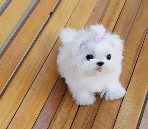 Cute White Tea Cup Maltese Lover Anime, Painting Dogs, Dogs Aesthetic, Dog Tattoo Ideas, Aesthetic Animals, Teacup Puppies Maltese, Wallpaper Dog, Cutee Animals, Tattoo Dog