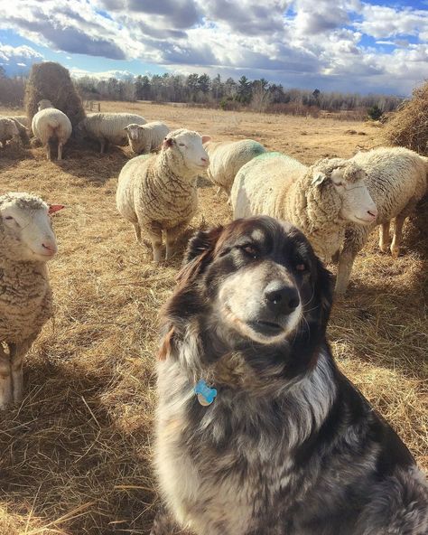 Farm Guard Dog, Sheep Dog Aesthetic, Farm Dogs Aesthetic, Livestock Dog, Best Farm Dogs, Shepherd Sheep, Farm Livestock, Herd Of Sheep, Sheep Ranch