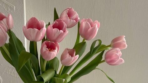 Pink Tulips Desktop Wallpapers, Pretty Ipad Backgrounds, Ipad Wallpaper Tulips, Pics For Widgets Medium, Pink Flower Macbook Wallpaper, Macbook Google Wallpaper, Pink Flowers Desktop Wallpaper, Aesthetic Pictures For Desktop Wallpaper, Tulips Desktop Wallpaper Aesthetic