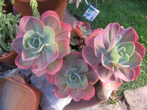 Echeveria gibbiflora shows a very wide variation in color and form of rosettes and leaves. The flowering stem of a plant... Pink Succulents, Tanaman Sukulen, Pink Succulent, Types Of Succulents, Growing Succulents, Succulent Gardening, Succulents In Containers, Succulent Terrarium, Cactus Y Suculentas