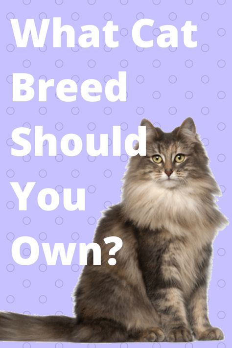 Cat Fur Colors, Warrior Cats Oc Quiz, What Type Of Cat Are You, Which Kit Cat Are You, Which Cat Are You, Which Animal Are You, Warrior Cats Quiz, Dog Quizzes, Types Of Cats Breeds