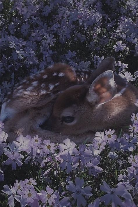 Soft Deer Aesthetic, Nature, Aesthetic Deer Pictures, Doe Aesthetic Deer, Fawns Deer Aesthetic, Deer Fawn Aesthetic, Aesthetic Deer Wallpaper, Roe Deer Aesthetic, Blue Deer Aesthetic