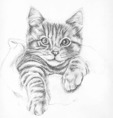 15 Easy Cat Drawing Ideas and Tutorials for Everyone - Beautiful Dawn Designs Cute Drawings Pencil, Realistic Cat Drawing, Cats Drawings, Drawings In Pencil, Tato Ikan Koi, Simple Cat Drawing, Cat Drawing Tutorial, Cats Art Drawing, Kitten Drawing