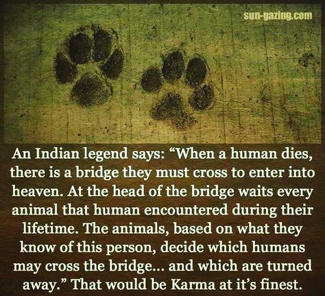 "An Indian legend says, 'When a human dies, there is a bridge . . . " Writing Prompts, Dog Quotes, Wise Words, Indian Legends, Animal Quotes, I Love Dogs, Animals And Pets, Me Quotes, Words Of Wisdom