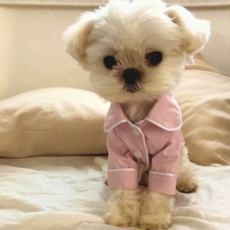 Dog Pajamas Winter Dogs Jumpsuit Fashion French Clothes For Dogs Chihuahua Ropa Perro Small Dog Clothing Pet Overalls Bulldog - Dog Jumpsuits & Rompers - AliExpress Adorable Pajamas, French Clothes, Pajamas Winter, Clothes For Dogs, Dogs Chihuahua, Pajamas Matching, Fashion French, Psy I Szczenięta, Dog Pajamas