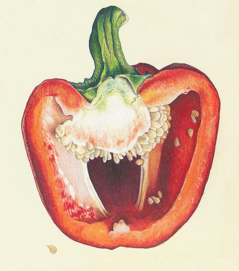 Look what you can do with markers, bic pen and colored pencils! PEPPERS_close2 by cmcleanart, via Flickr Pepper Drawing Realistic, Colored Pencil Food Illustration, Pen Study Art, Bell Pepper Sketch, Gcse Art Pepper Page, Ap Art Colored Pencil, Bell Pepper Art, Red Pepper Drawing, Bell Pepper Illustration