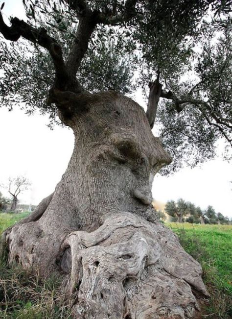 High School Principal Stands Center Stage With Step Team, Steals The Show With Incredible Moves Boom Kunst, Weird Trees, Tree People, Matka Natura, Tree Faces, Belle Nature, Old Trees, Ancient Tree, Unique Trees