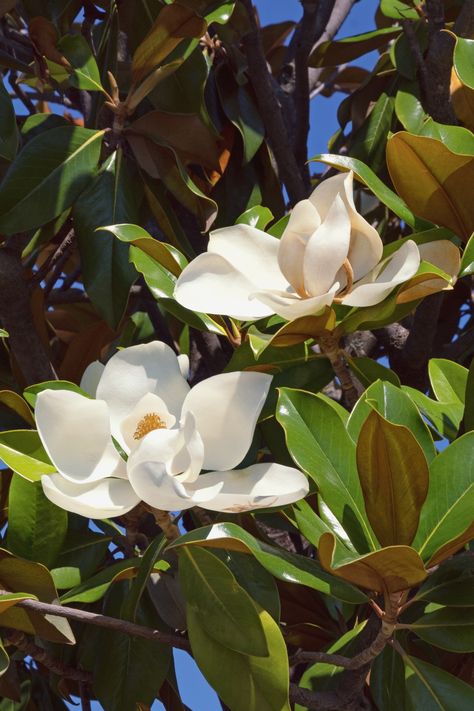 Southern magnolia with two blooming flowers Southern Magnolia Tree, Tree With Leaves, Magnolia Grandiflora, Southern Magnolia, Specimen Trees, Magnolia Blossom, White Magnolia, Magnolia Leaves, Magnolia Trees