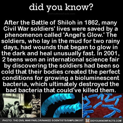 did-you-kno: “After the Battle of Shiloh in 1862, many Civil War soldiers’ lives were saved by a phenomenon called ‘Angel’s Glow.’ The soldiers, who lay in the mud for two rainy days, had wounds that... Battle Of Shiloh, Creepy Facts, Angel S, Unbelievable Facts, Science Facts, Historical Facts, Interesting History, The More You Know, Faith In Humanity