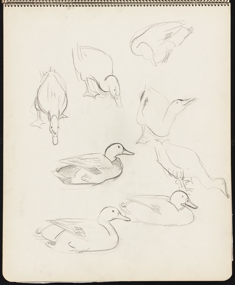 Duck Sketch Pencil, Duck Drawings, Duck Sketch, Drawing Duck, Artist Date, Robert Mccloskey, Make Way For Ducklings, Drawing Study, Duck Drawing